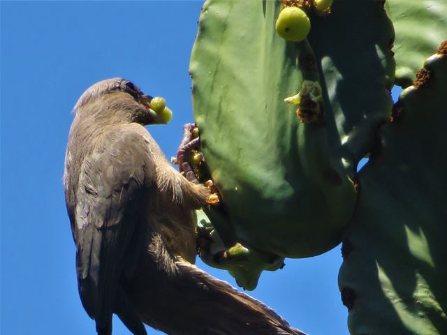Speckled mousebird feeding on Euphorbia ingens fruit